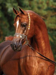 Araber Pferde Bilder Für Facebook 226x300 - Pferd Und Pferd