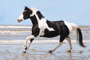 Araber Pferde Bilder Kostenlos Downloaden 300x201 - Galoppierende Pferde Bilder Für Facebook