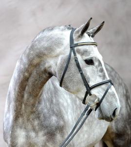 Araber Pferde Bilder Kostenlos Herunterladen 269x300 - Pferde Wallpaper