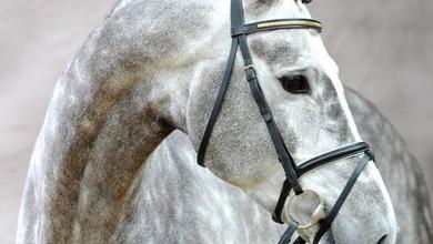 Bild von Araber Pferde Bilder Kostenlos Herunterladen