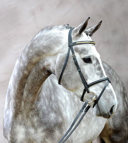 Araber Pferde Bilder Kostenlos Herunterladen - Araber Pferde Bilder Kostenlos Herunterladen