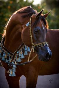 Ausdruckbilder Pferde Für Facebook 200x300 - Gemalte Pferde Bilder Kostenlos Herunterladen