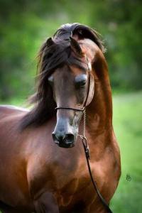 Ausmalbilder Pferde 200x300 - Pferde Und Ponys Für Facebook