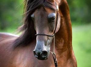 Bild von Ausmalbilder Pferde
