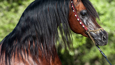 Bild von Ausmalbilder Pferde Kostenlos Herunterladen