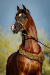 Baby Pferde Bilder Für Facebook 200x300 - Pferde Zu Verkaufen Schweiz Für Facebook