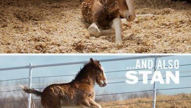 Bild von Baby Pferde Bilder Kostenlos Herunterladen
