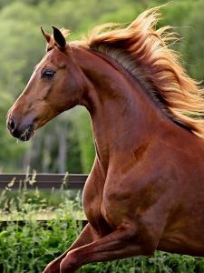 Bayerns Pferde Für Facebook 225x300 - Pferde Und Pony Bilder Für Whatsapp