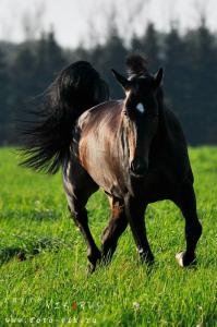 Beistellpferd Kostenlos Herunterladen 199x300 - Haflinger Pferde Für Facebook