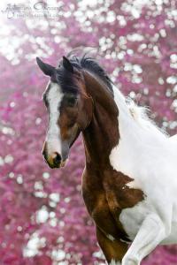 Belgier Pferd Kaufen Für Whatsapp 200x300 - Bild Notruf Für Whatsapp