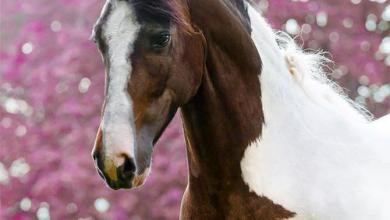 Bild von Belgier Pferd Kaufen Für Whatsapp