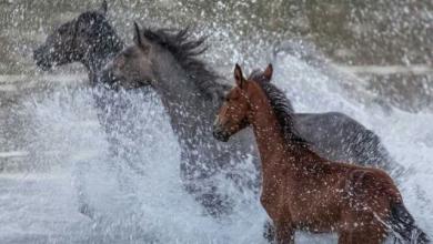 Bild von Belgier Pferd Kaufen Kostenlos Herunterladen