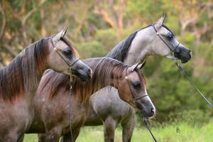 Berühmte Pferde Gemälde Für Whatsapp 300x200 - Mustang Pferd Zu Verkaufen Kostenlos Herunterladen