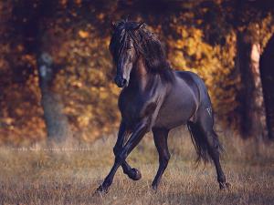 Berühmte Pferde Gemälde Kostenlos Herunterladen 300x225 - Reiter Und Pferde Für Facebook