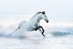 Bild Dino 300x200 - Araber Pferde Bilder