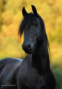 Bild Geist Für Whatsapp 208x300 - Belgier Pferd Kaufen Für Whatsapp
