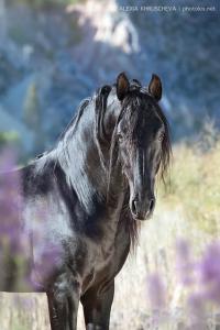 Bild Hähnchen Für Whatsapp 200x300 - Pferde Profilbilder Für Facebook