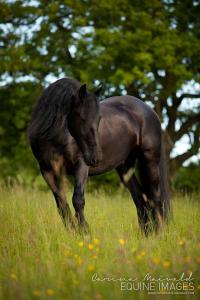 Bild Lachendes Pferd 200x300 - Andalusier Pferd Für Whatsapp