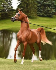 Bild Lachendes Pferd Für Whatsapp 240x300 - Gemälde Pferd Für Facebook
