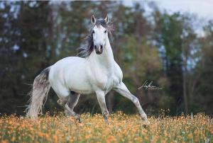 Bild Lachendes Pferd Kostenlos Herunterladen 300x202 - Bayern Pferde