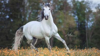 Bild von Bild Lachendes Pferd Kostenlos Herunterladen