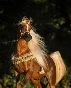 Bild Mail Für Facebook 243x300 - Spanische Pferde Kostenlos Herunterladen