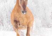 Bild von Bild Pferd Ausmalen Kostenlos Herunterladen bilder fürs handy