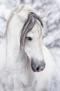 Bild Pferd Gemalt Für Facebook 200x300 - Norweger Pferde Bilder