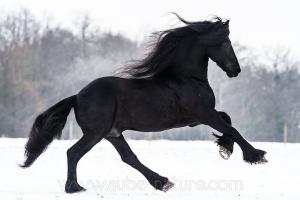 Bild Pferd Gemalt Für Whatsapp 300x200 - Islandpferde