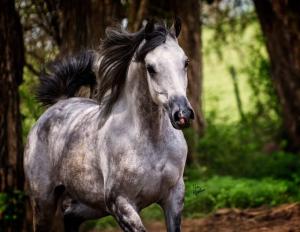 Bild Pferd Lustig Kostenlos Herunterladen 300x232 - Weiße Pferde Bilder Für Facebook
