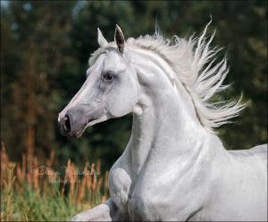 Bild Schaf 300x248 - Weiße Pferde Kaufen Für Whatsapp