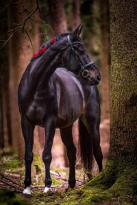 Bilder Brunnen 200x300 - Schwarze Pferde Bilder