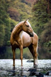Bilder Gay Kostenlos Herunterladen 200x300 - Geburtstagsbild Pferd Für Whatsapp