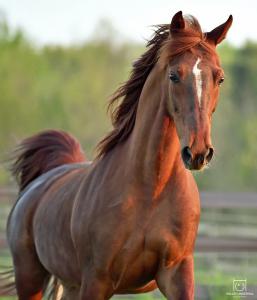 Bilder Geburtstag Pferd Kostenlos Herunterladen 257x300 - Billige Pferde Kaufen Für Facebook