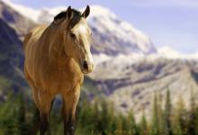 Bild von Bilder Haflinger Pferde bilder fürs handy