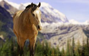 Bilder Haflinger Pferde 300x190 - Pferd Einreiten Für Facebook