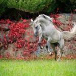 Bilder Haflinger Pferde Kostenlos Herunterladen 150x150 - Pferde Bilder Malen Kostenlos Herunterladen