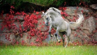 Bild von Bilder Haflinger Pferde Kostenlos Herunterladen