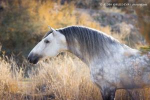 Bilder Haushalt 300x200 - Billige Pferde Kaufen Für Facebook