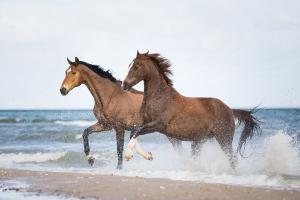 Bilder Haushalt Für Facebook 300x200 - Przewalski Pferd Kaufen Kostenlos Herunterladen