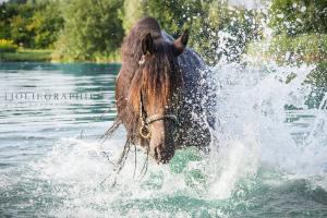 Bilder Linien Für Facebook 300x200 - Pferde Schweiz Für Facebook