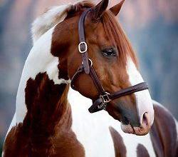 Bild von Bilder Pferde Kostenlos Für Whatsapp