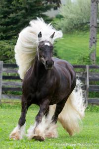 Bilder Pferde Kostenlos Herunterladen 200x300 - Kaufvertrag Pferd Für Facebook