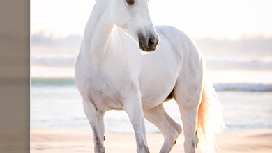 Bild von Bilder Pferde Kostenlos Kostenlos Downloaden