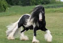 Bild von Bilder Reitsport bilder fürs handy