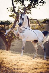 Bilder Reitsport Für Facebook 200x300 - Clydesdale Pferde Kaufen Für Whatsapp