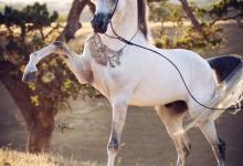 Bild von Bilder Reitsport Für Facebook bilder fürs handy