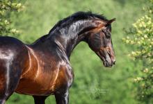 Bild von Bilder Reitsport Kostenlos Herunterladen bilder fürs handy