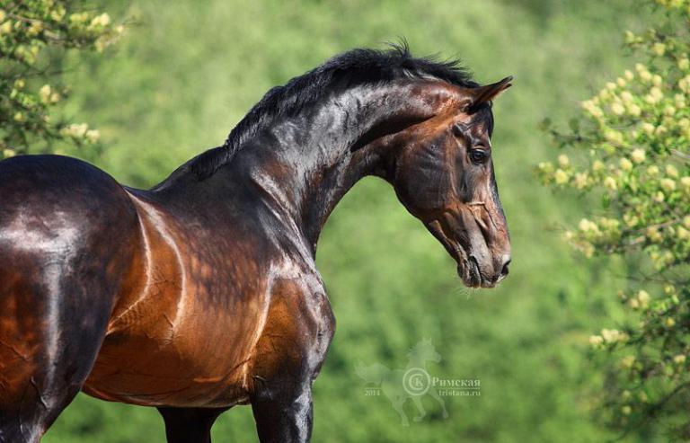 Bilder Reitsport Kostenlos Herunterladen