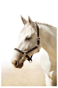 Bilder Teufel Kostenlos Herunterladen 200x300 - Araber Pferd Für Whatsapp